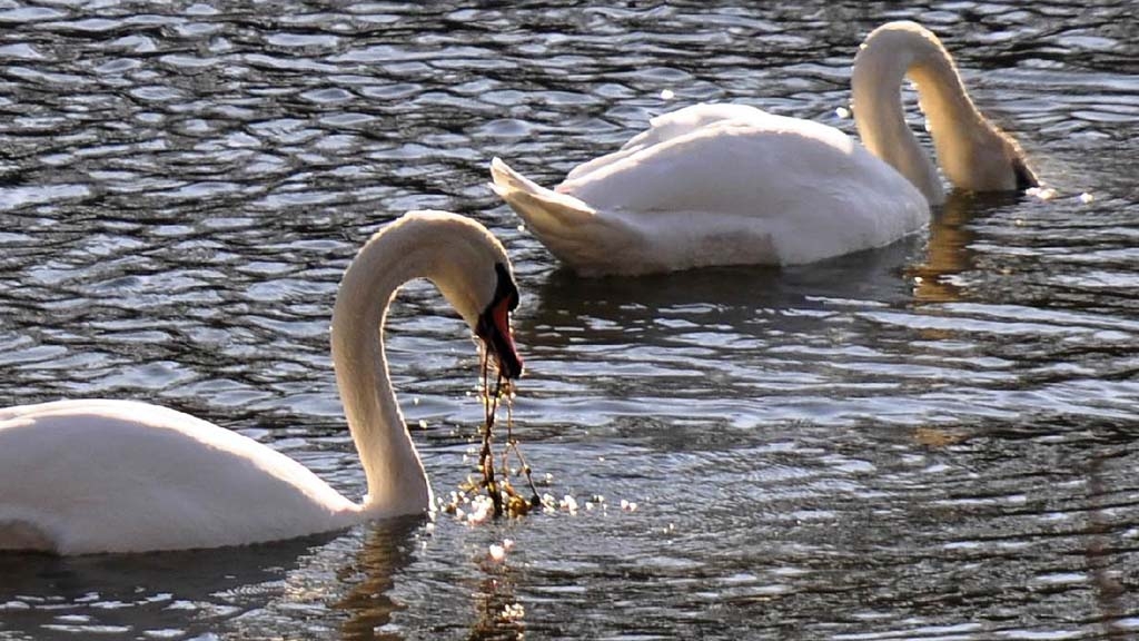 Els cignes del riu Ter