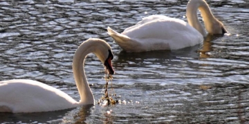 Els cignes del riu Ter