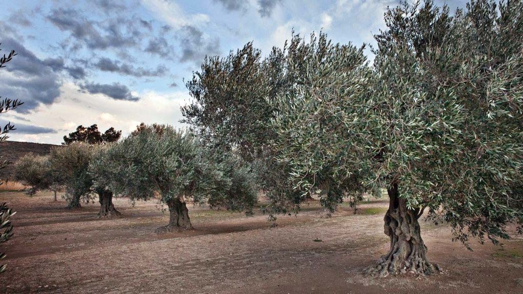 Els olivars