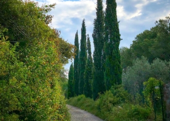 Els xiprers de Torroella