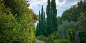 Els xiprers de Torroella