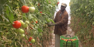 Qui ens roba la feina?