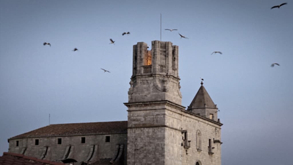Les cigonyes visiten Torroella
