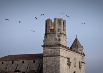 Les cigonyes visiten Torroella