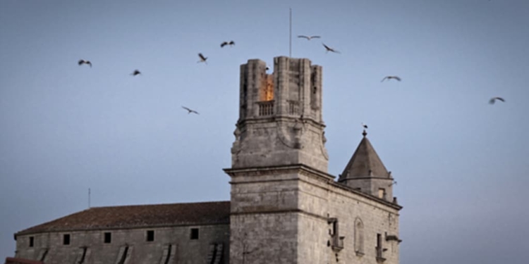 Les cigonyes visiten Torroella