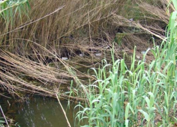 A l’aguait del nostre patrimoni