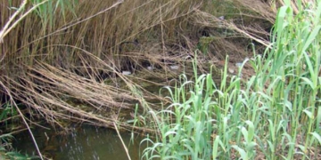 A l’aguait del nostre patrimoni