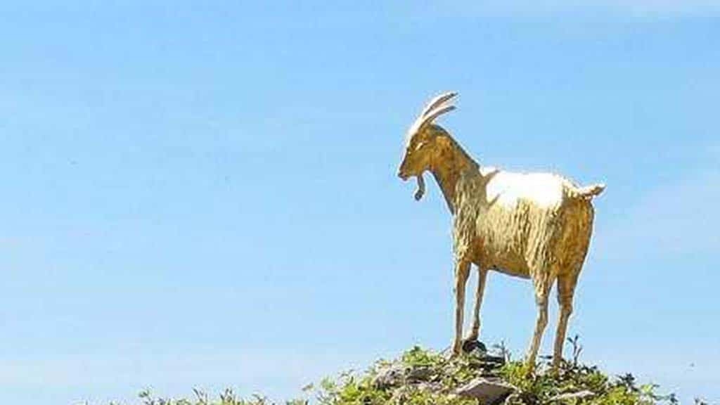 La cabra estassada i la cabra d’or