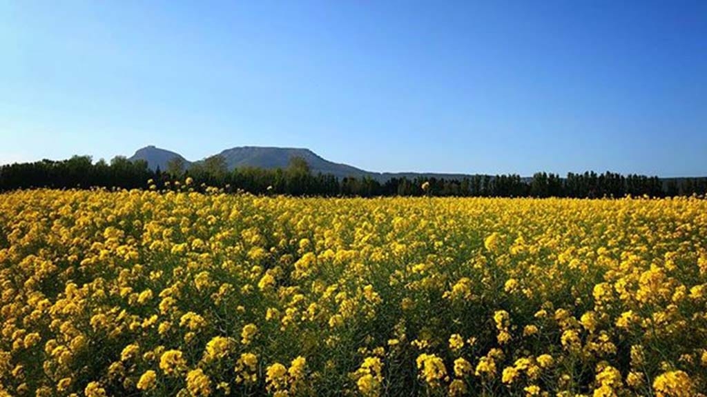 Elogi de la primavera