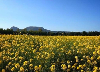 Elogi de la primavera