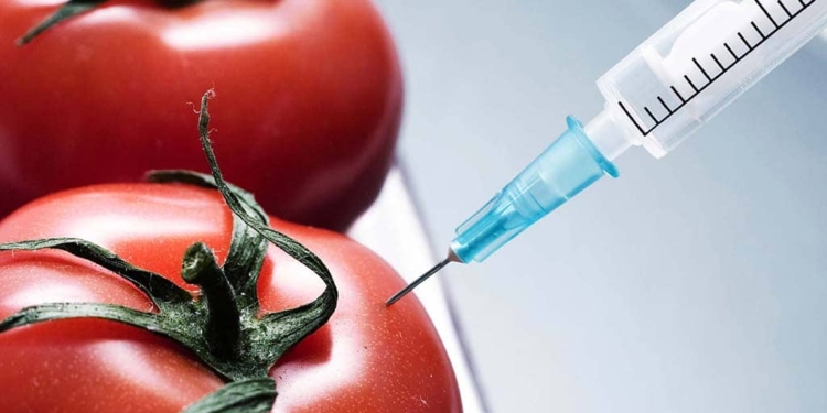 El debat dels transgènics