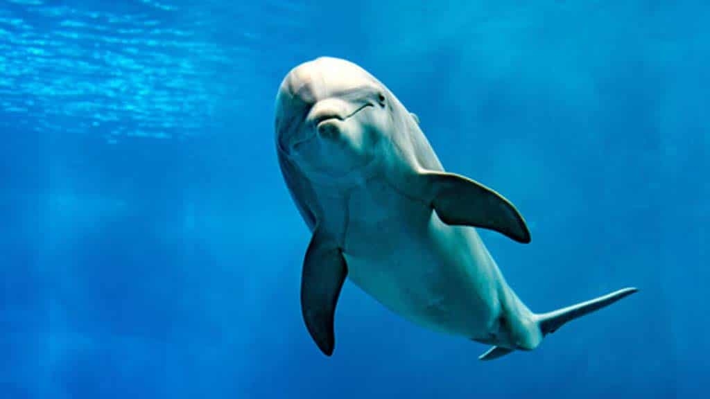 Aproximació a la foto-identificació del dofí mular al Cap de Creus