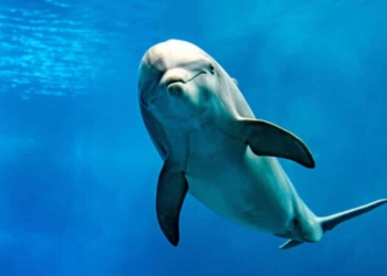 Aproximació a la foto-identificació del dofí mular al Cap de Creus