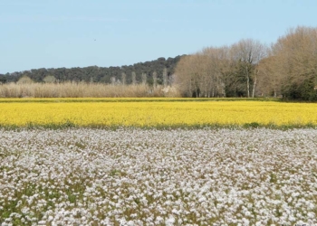 Flors, arbres… contrastos