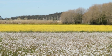 Flors, arbres… contrastos