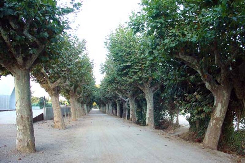 Quaranta-quatre plàtans