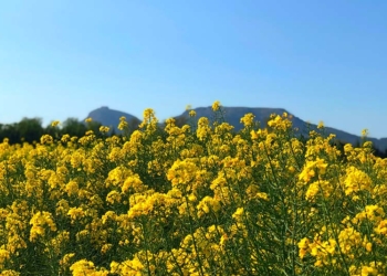 Primavera – Descripció d’un paisatge.