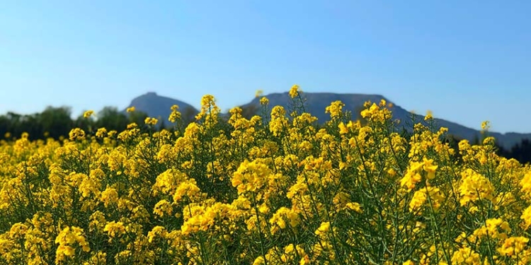 Primavera – Descripció d’un paisatge.