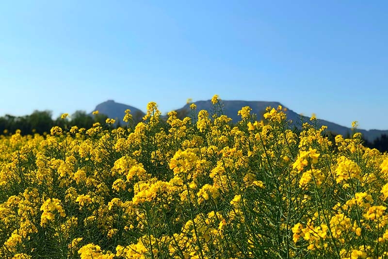 Primavera – Descripció d’un paisatge.