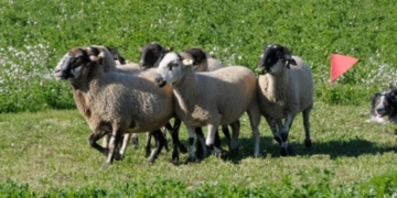 620a Fira de Sant Andreu