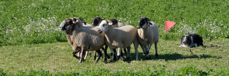 620a Fira de Sant Andreu