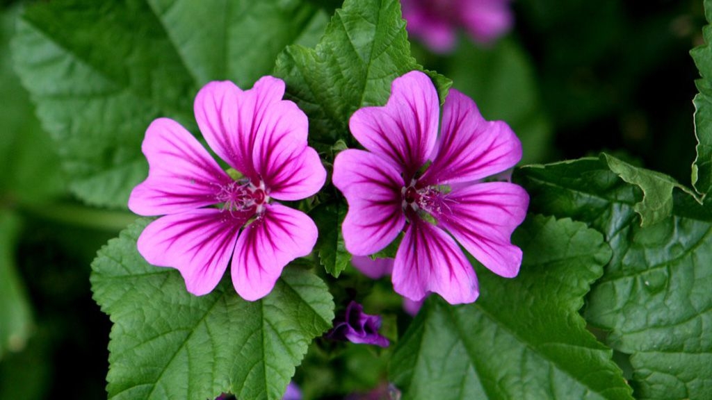 La primavera o el goig dels sentits