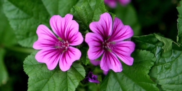 La primavera o el goig dels sentits