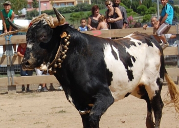 No tot al mateix sac