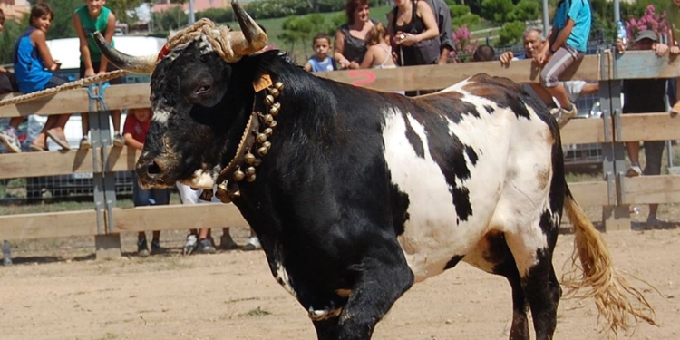 No tot al mateix sac