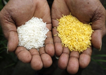 No és pas or tot el que lluu