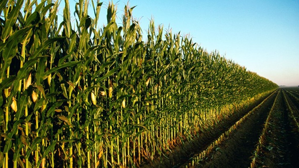 “La Guerra Civil i la Revolució a Torroella de Montgrí (1936-1939)”