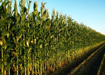 “La Guerra Civil i la Revolució a Torroella de Montgrí (1936-1939)”