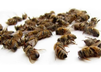 Carles Riba i les seves versions d’Antígona i Electra, de Sòfocles