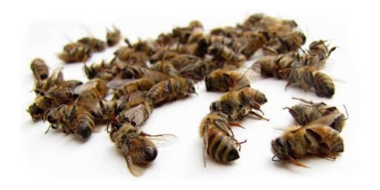 Carles Riba i les seves versions d’Antígona i Electra, de Sòfocles