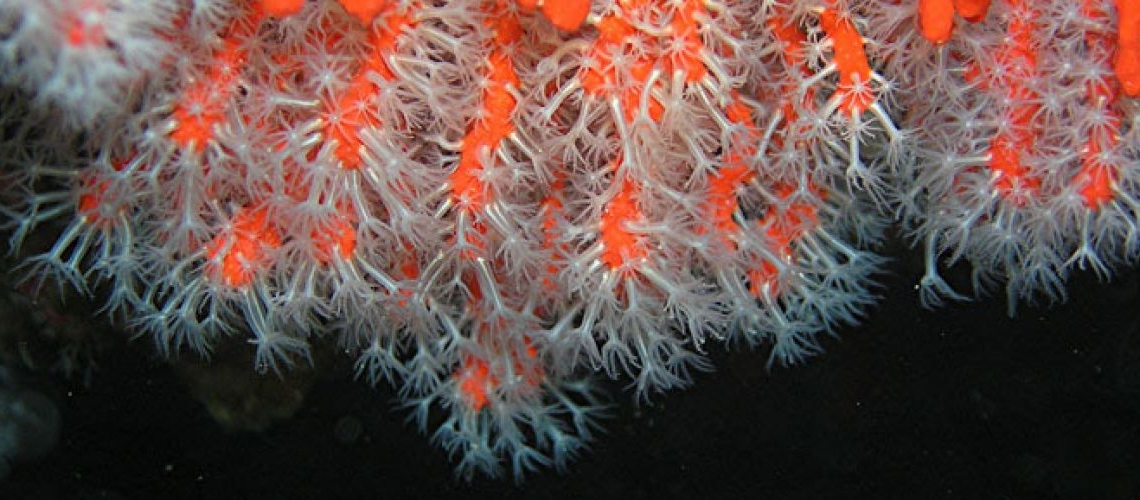 El corall, més que or vermell