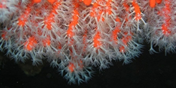 El corall, més que or vermell