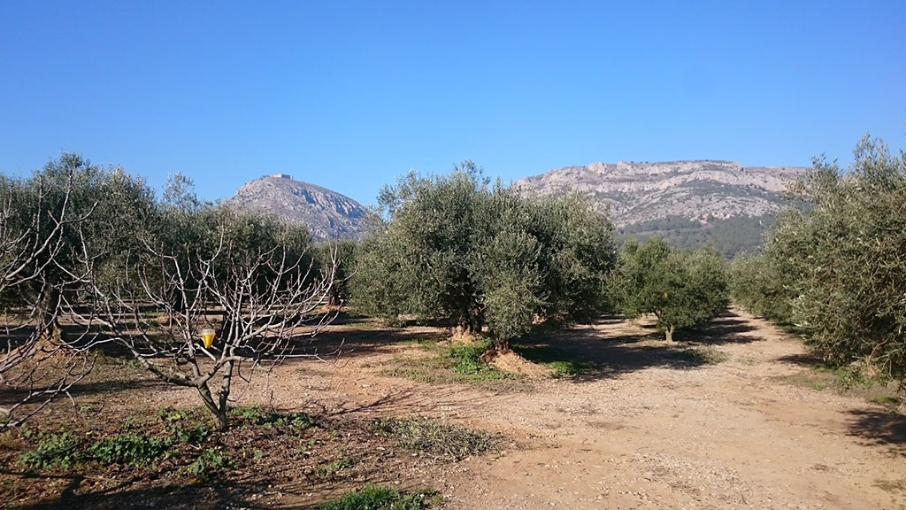 Paisatge amb oliveres