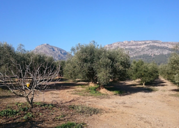 Paisatge amb oliveres