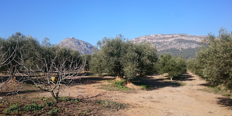 Paisatge amb oliveres