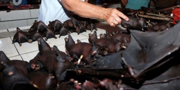 Els mercats d’animals salvatges xinesos, causa de l’epidèmia