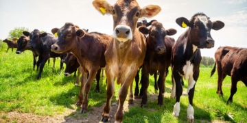 Ser ramader: una cursa d’obstacles