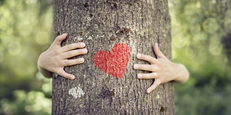 Els nostres amics els arbres