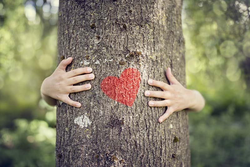 Els nostres amics els arbres