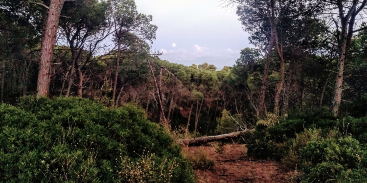 Les Dunes, un bosc trans