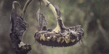 La mala salut del català (I)