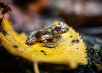 La Catalunya verda II