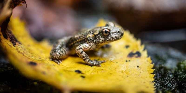 La Catalunya verda II