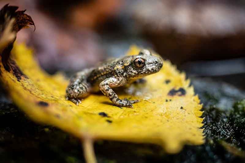 La Catalunya verda II