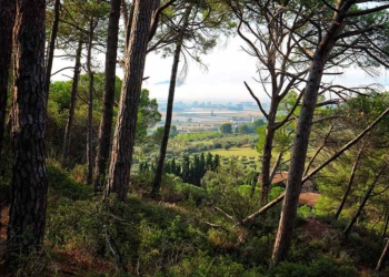 Martí Boada o la passió pel bosc