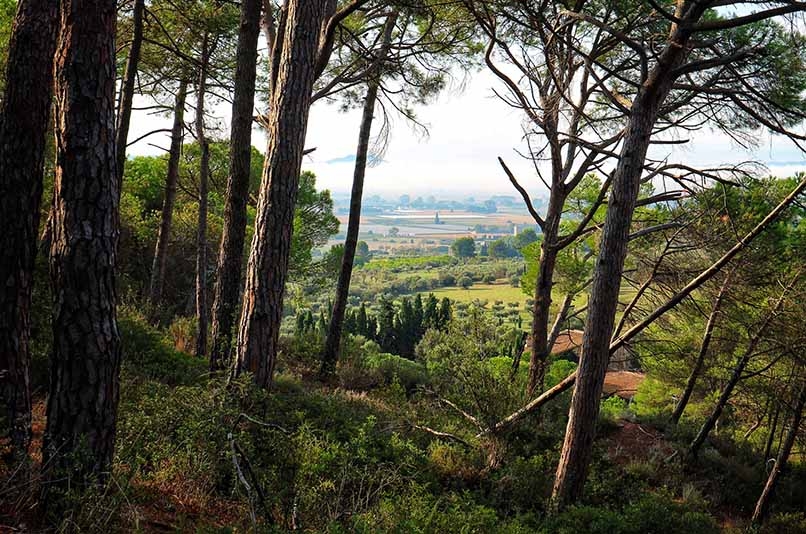 Martí Boada o la passió pel bosc